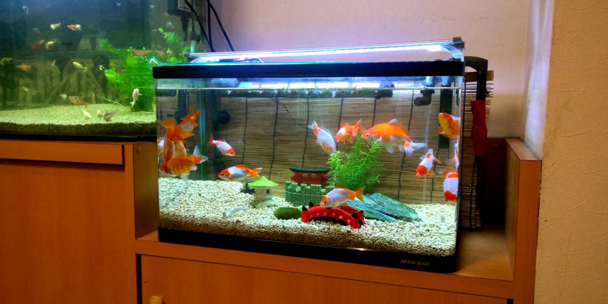goldfish tank with filter